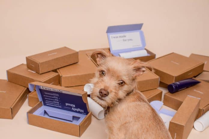 Small dog in front of custom shipping boxes