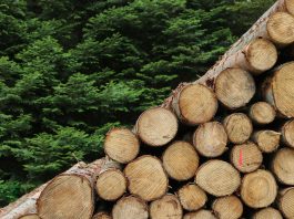 Lumber next to a tree farm