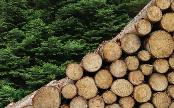 Lumber next to a tree farm